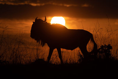 Silhouette of horse on field during sunset