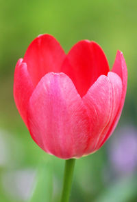 Close-up of red tulip