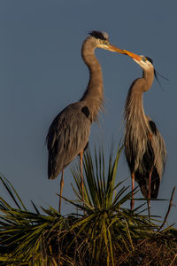 Birds perching on tree against sky