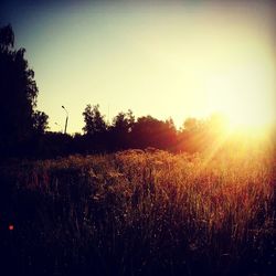 Sun shining through trees on field