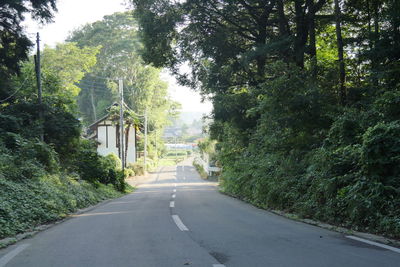 Road along trees