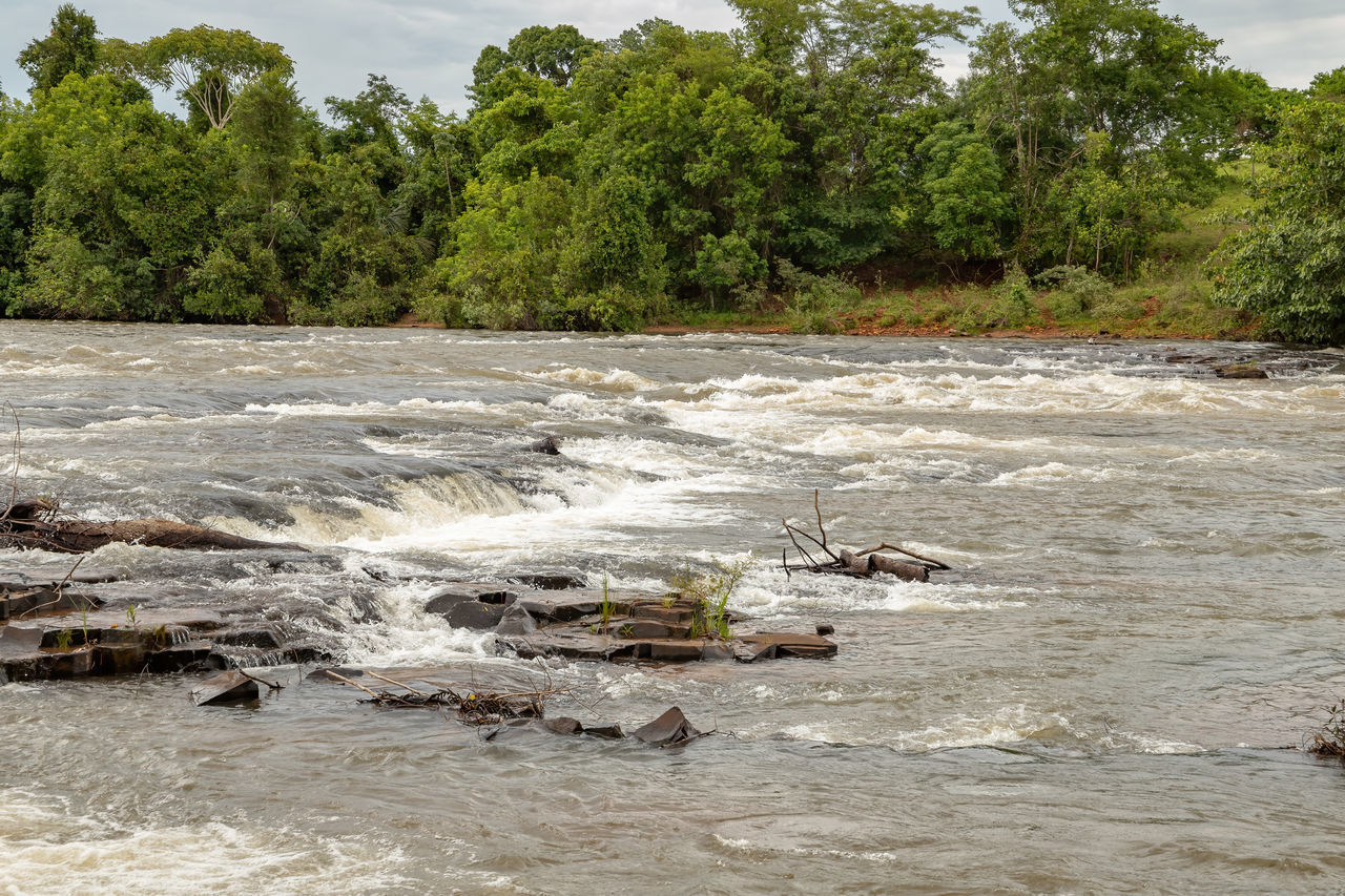 SCENIC VIEW OF RIVER FLOWING THROUGH TREES