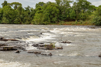 Scenic view of river flowing in forest