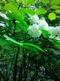 Low angle view of flowers