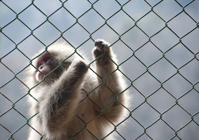 Japanese macaque holding chainlink fence at iwatayama monkey park