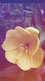 Close-up of flower blooming outdoors