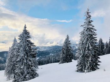 Trees on snow covered landscape against sky