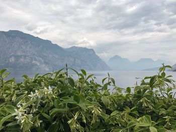 Scenic view of field by mountains against sky