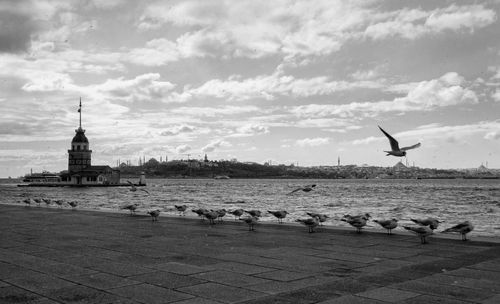 Seagulls flying over the sea