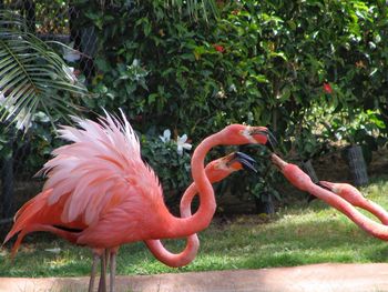 View of pink outdoors