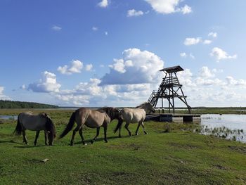 Horses in a field