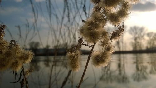 Close-up of flowers against sky