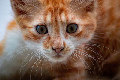 Close-up portrait of cat 