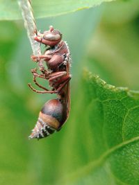 Close-up of insect on plant