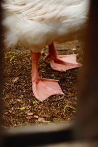 Close-up of a bird