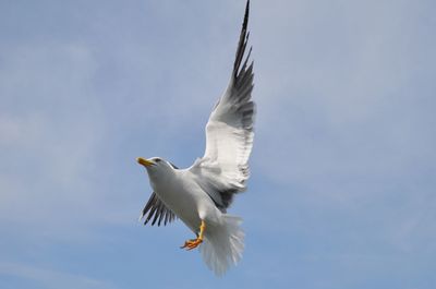 Low angle view of seagull flying