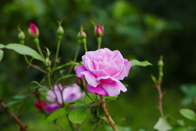 Close-up of pink rose