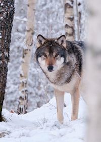 Portrait of wolf in a snow-covered forest