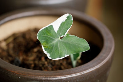 High angle view of potted plant