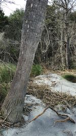 Trees in forest