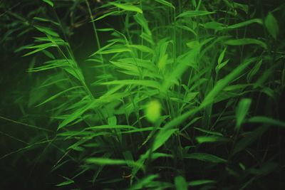 Close-up of plants growing on field