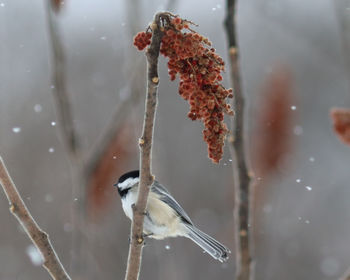 Close-up of frozen plant