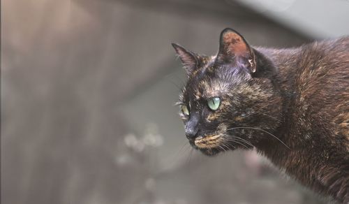 Close-up of a cat looking away