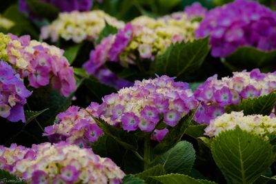 Close-up of hydrangea blooming outdoors