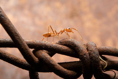 Close-up of rusty metal fence