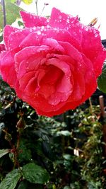 Close-up of red rose