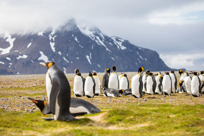 Penguins on field