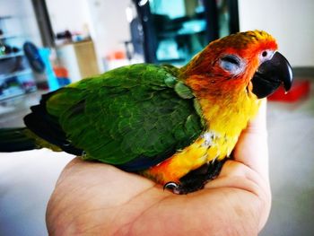 Cropped image of hand holding parrot