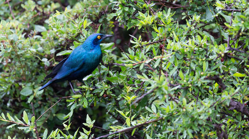 Bird perching on a tree