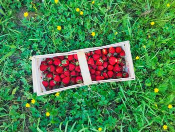 High angle view of fruits growing on field