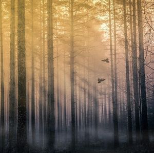 Pine trees in forest during sunset