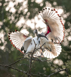 Close-up of birds flying