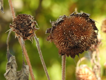 Close-up of dry thistle on plant