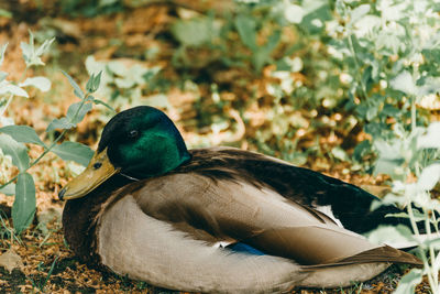 Close-up of a mallard duck