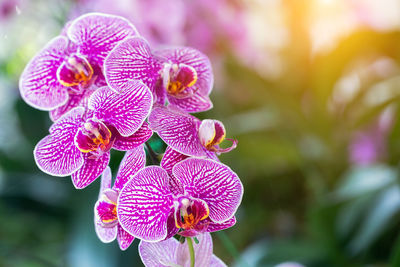 Close-up of pink flowering plant