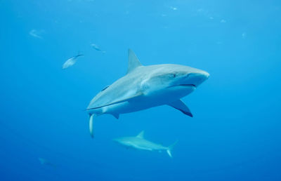 Close-up of fish swimming in sea