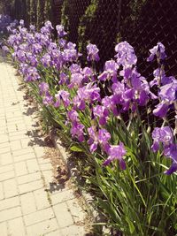 Close-up of purple flowers blooming outdoors