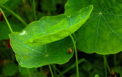 Close-up of insect on leaf