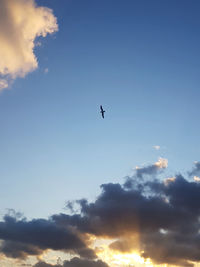 Low angle view of bird flying in sky