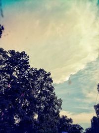 Low angle view of tree against sky