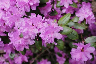 Close-up of pink flowers