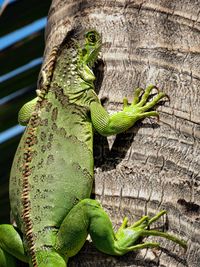 Close-up of lizard