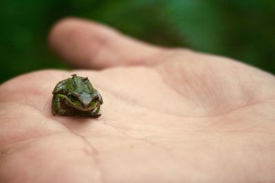 Close-up of hand holding tiny frog