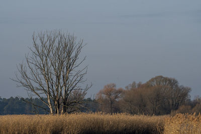 Bare trees on field against sky