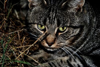 Close-up portrait of a cat