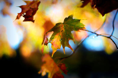 Close-up of yellow maple leaves against blurred background